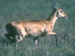 Venado de las Pampas