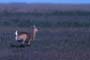 Venado de las Pampas