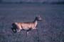 Venado de las Pampas