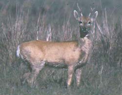 Macho de Venado de las Pampas