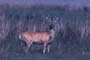 Venado de las Pampas