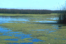 Laguna