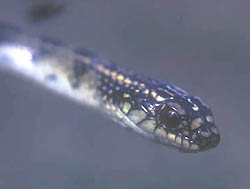 Culebra Liophis