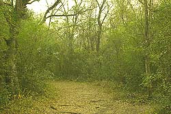 Sendero Peatonal