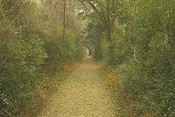 Sendero Peatonal