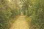 Sendero Peatonal