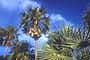 Palmera Caranday