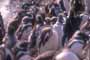 Pingüinos Juveniles