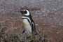 Pingüino de Magallanes