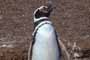 Pingüino