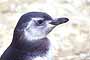 Pingüino Juvenil