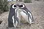 Pingüinos en Cortejo