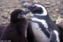 Pingüino con su Pichón