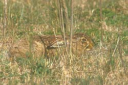 Liebre europea