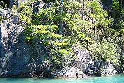 Piedra y Follaje en la Costa del Lago Puelo