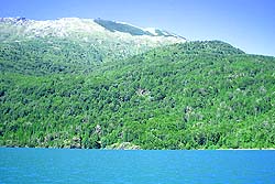 Bosque de Coníferas