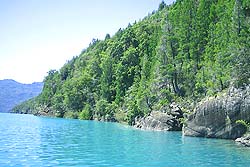 Coníferas en las Orillas del Lago Puelo