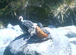 Patos de Torrente