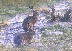 Liebre Europea