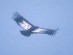 Cóndor