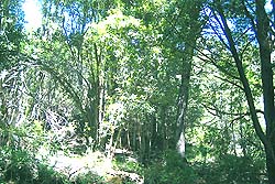 Bosque de Alerces
