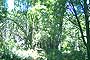 Bosque de Alerces