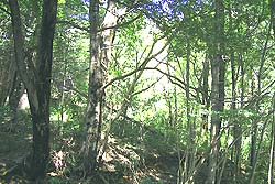 Otra Vista del Bosque