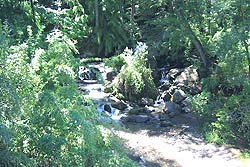 Bosque de Alerces