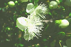 Flor de Arrayán