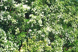 Arrayán en Flor
