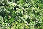 Arrayanal en Flor
