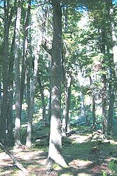 Bosque de Cipreses