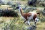 Guanaco