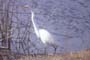 Garza Blanca