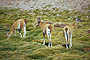 Hato de Guanacos