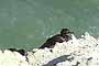 Cormorán Roquero