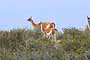 Guanaco