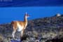 Guanaco