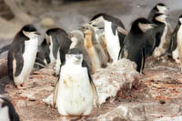 Pingüinos de Barbijo