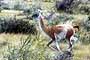 Guanaco