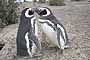 Pareja de Pingüinos en Cortejo