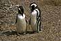 Pareja de pingüinos