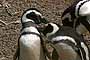 Pareja de pingüinos