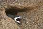 Pingüino en su cueva