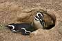 Pingüinos en su cueva