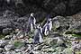 Pingüinos de Magallanes