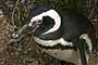 Pingüino de Magallanes