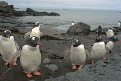 Pingüinos de Papúa