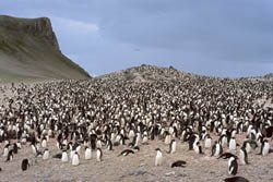 Pingüinos de Adelia