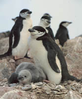 Pingüinos de Barbijo